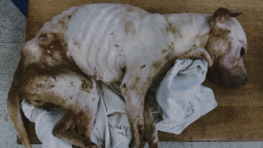 Une chienne mourante retrouvée dans un cagibi, en Seine-Maritime