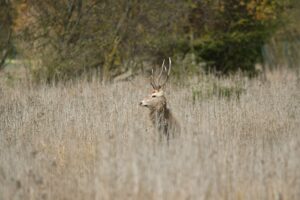 stag in the tall dry grass