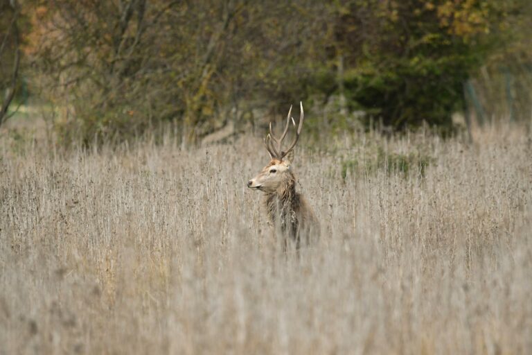 stag in the tall dry grass