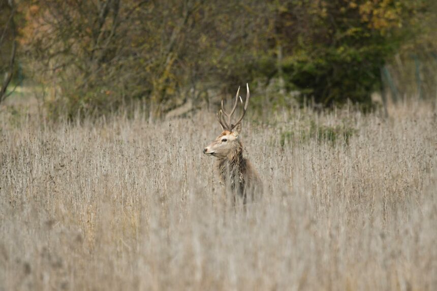stag in the tall dry grass
