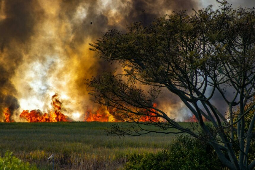 Des flammes incontrôlées consument un champ, mobilisant pompiers et moyens aériens. Illustration. © Alexandre P. Junior / LUPXL