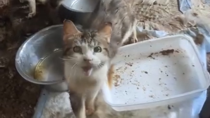 Oise : À Beauvais, une trentaine de chats sauvés d’une maison insalubre après des semaines de privations